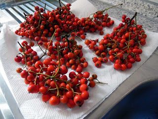 vogelbeeren
